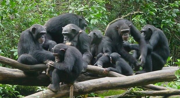 Coronavirus, 96 scimpanzè in lockdown da 4 mesi. «Ora sono a rischio estinzione»