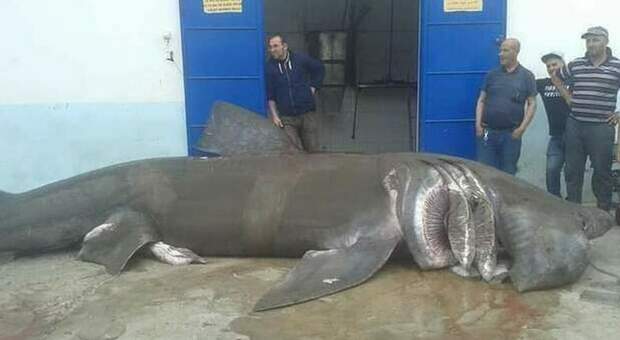 Lo squalo elefante di oltre 10 metri nel porticciolo algerino. (Immagini diffuse dall'associazione Houtiyat su Fb)