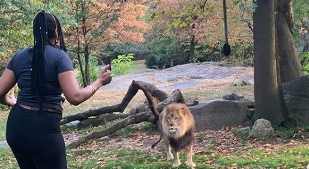 Provoca un leone dentro il recinto alla zoo, donna salvata in extremis