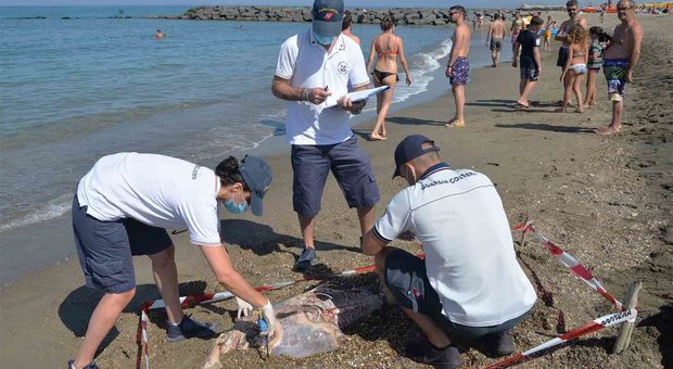 Delfino morto sulla spiaggia di Focene