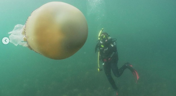 La medusa gigante esiste, la biologa pubblica le immagini per raccogliere fondi per salvarla