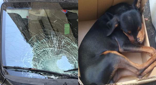 Cane insegue una mosca, salta dalla finestra e precipita dal settimo piano: morto sul colpo