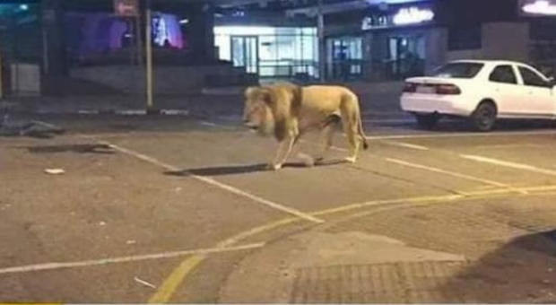 La fake news: i leoni fatti circolare a Mosca da Putin per far rispettare la quarantena