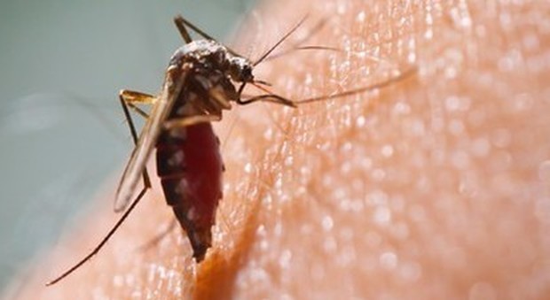 Roma, zanzara infetta, 13 casi accertati: aumentano i ricoveri in ospedale