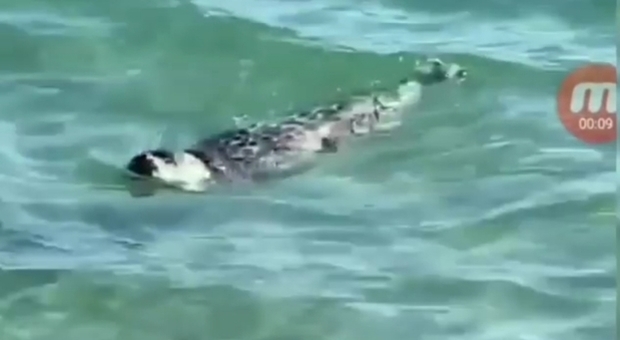Il cucciolo di foca si avvicina alla riva per giocare. Preso a sassate dai bagnanti. (Immagini e video pubblicati su Instagram da Yevgeniya Mukasheva)