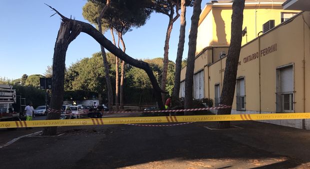 Roma, un altro albero cade davanti alla scuola Ferrini. Una mamma: «Ha tremato il terreno»