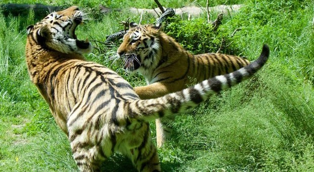 Catturata la tigre 'mangiauomini': aveva ucciso un 71enne. «Per prenderla 30 uomini e 4 elefanti»