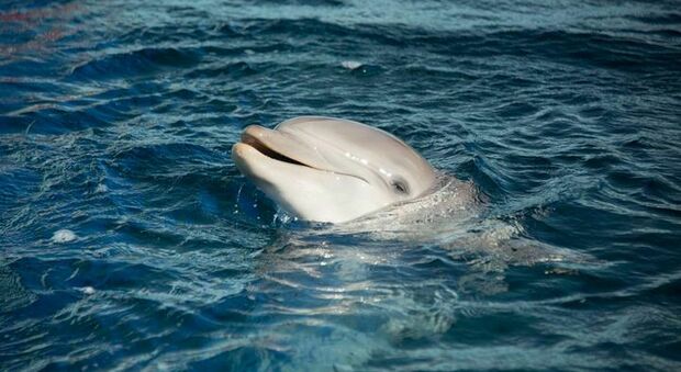 Il delfino Naù è morto: l'addio commovente dell'Acquario di Genova