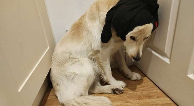 Ressi, il cane traumatizzato dai bombardamenti in Ucraina, terrorizzato dalle corse notturne delle auto in Inghilterra (immag diffuse sui social dalla proprietaria Lana Sushko)