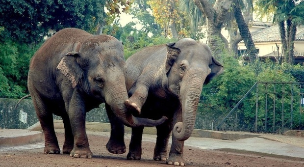 Bali, elefanti ridotti a pelle e ossa incatenati: la scoperta choc al parco