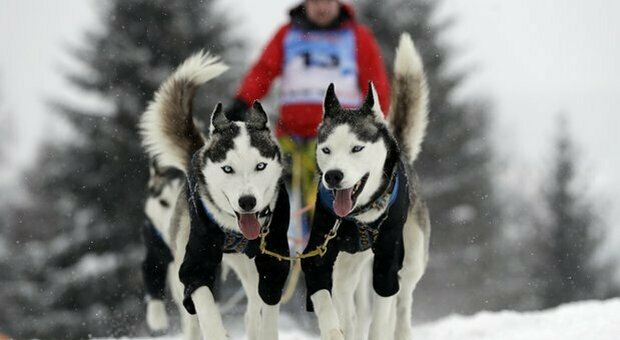 Alaska, al via l'Iditarod Trail Sled Dog Race: la gara di slitte Covid free dedicata a Balto