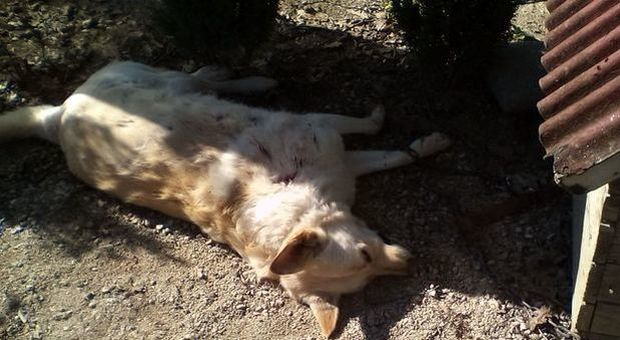 Messina, uccide il cane a colpi di rastrello: arrestato un 64enne
