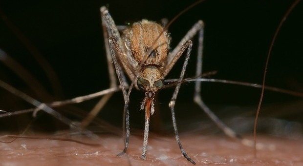 Malaria, nuovo caso nel Nord Sardegna: in Italia non accadeva da due anni