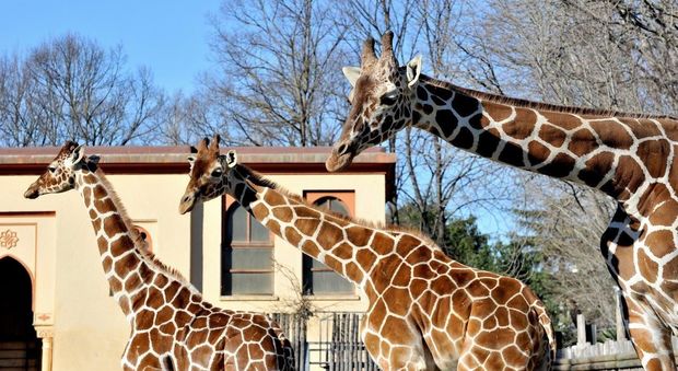 Roma, domenica 19 giugno al Bioparco Sua altezza la giraffa