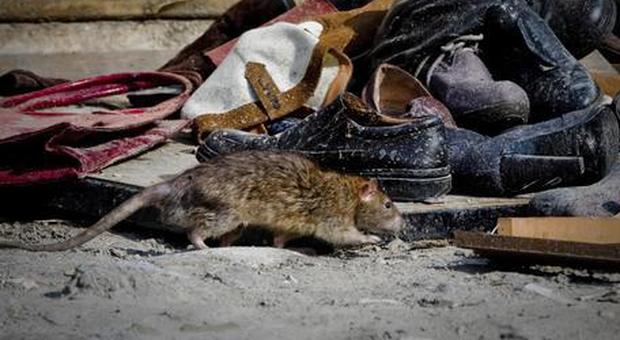 La peste bubbonica torna a far paura: boom di topi e pulci, allarme epidemia a Los Angeles