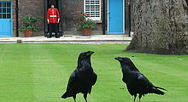 Scomparso il corvo Merlina della Torre di Londra, il Regno teme l'avversarsi di una tragica profezia