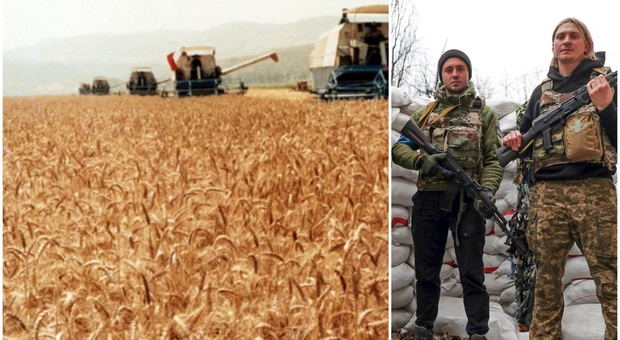 Guerra Russia-Ucraina e crisi alimentare: impennati i prezzi del grano tenero: 40 euro a quintale, prima volta nella storia d'Italia