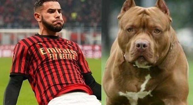 Theo Hernandez, pitbull scappa dalla sua villa a Como e uccide un cagnolino