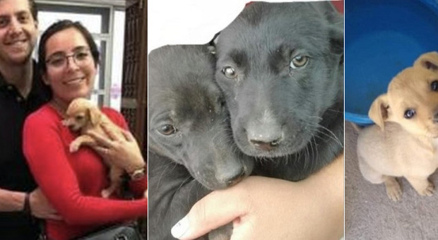 La coppia adotta 16 cuccioli, ma i cani spariscono: l'agghiacciante scoperta dei volontari animalisti