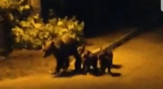 Mamma orsa e 4 cuccioli in fuga dai maschi. Il sindaco: «Non sono giocattoli, multe a chi li filma»