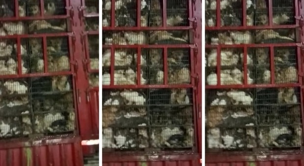 Centinaia di cani e gatti ammassati sul camion cinese senza acqua né cibo. (Immagini e video diffusi dall'associazione We are not Food sui social)