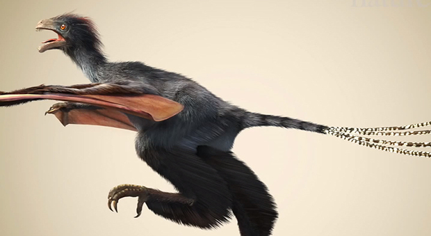 Cina, dinosauro sì ma con le ali: trovati i resti di un piccolo pterosauro