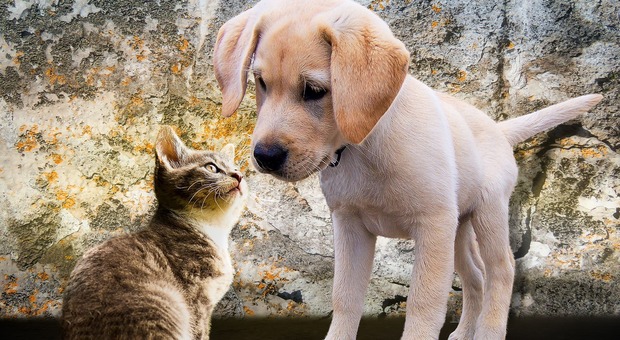 Terni, l'Enpa all'Usl Umbria 2: «Grazie ai veterinari che collaborano con noi per curare i nostri animali»