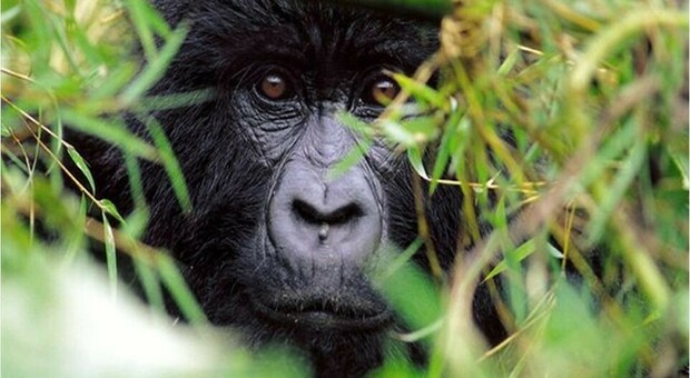 Uganda, condannato a 11 anni il killer di Rafiki, il "re" dei gorilla: «Giustizia è fatta»