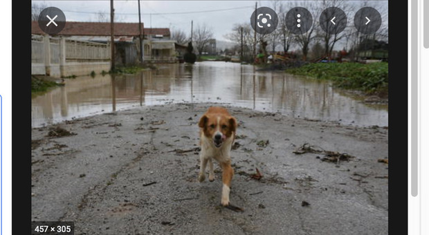 Ucraina, Igor con il suo cane Zhu-Zhu riesce a fuggire da Mariupol: «Ho fatto il fantasma per 225 Km»