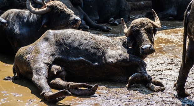 Lo scandalo degli allevamenti di bufale nell'inchiesta di Animal Equality Italia (foto e video)