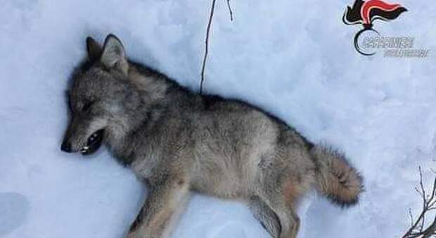Il lupo ucciso da un bracconiere (immag diffusa da CC e Ansa)