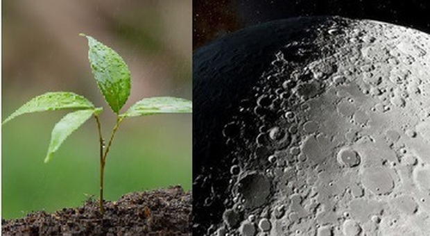 Luna, per la prima volta coltivate piante sul suolo lunare: «È il primo passo per una colonizzazione»