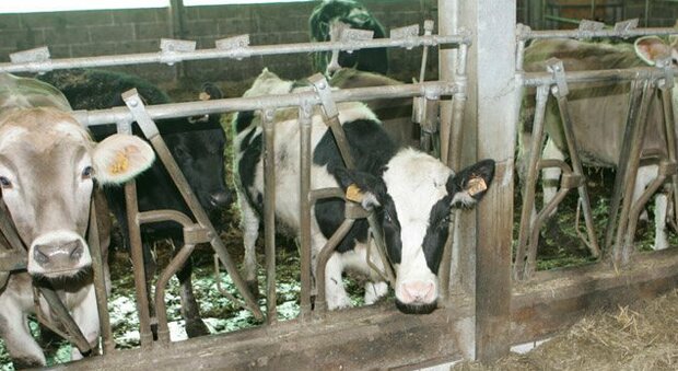 Vicenza, scivola e cade a terra nella stalla, imprenditore agricolo muore schiacciato dalle sue mucche