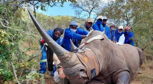 L'uomo che restituisce il corno ai rinoceronti