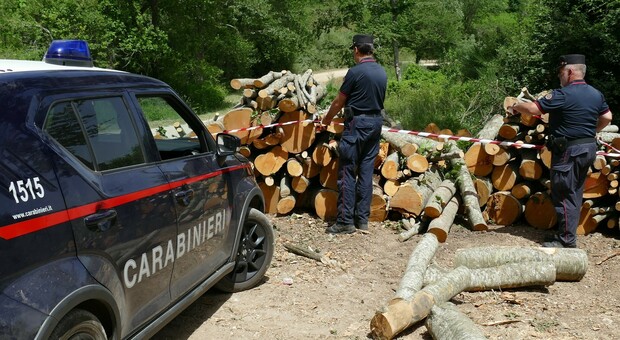 Proprietario di un'azienda fa tagliare oltre 10mila metri quadri di bosco: denunciato