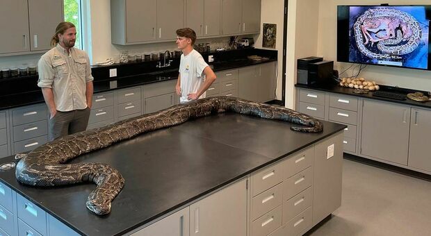 Pitone da record catturato in Florida: «Pesa 100 chili ed è lungo 6 metri»