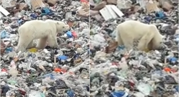 Siberia, l'orso polare cerca cibo tra i rifiuti nella città di Norilsk