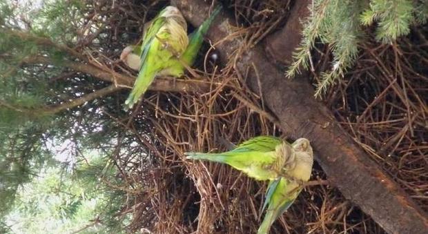 Coldiretti Puglia: la tropicalizzazione causa invasione pappagalli verdi