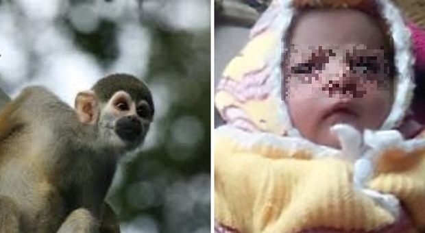 India, scimmia strappa neonato dalle braccia della madre e lo uccide