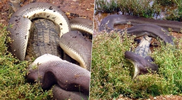 Pitone sbrana e mangia coccodrillo dopo uno spietato attacco: foto choc dall'Australia