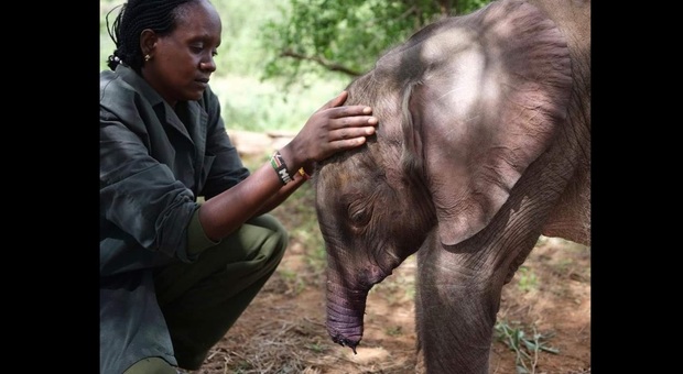 Long'uro, l'elefantino mutilato e orfano salvato da morte certa (immag diffuse da Reteti Elephant Sanctuary Community United for Elephants sui social)