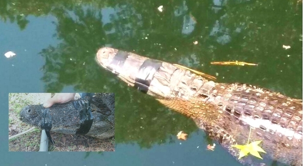 L'alligatore trovato con il nastro adesivo (immag diffuse da Barbara Thornton e Fox 13 Tampa Bay su Fb)