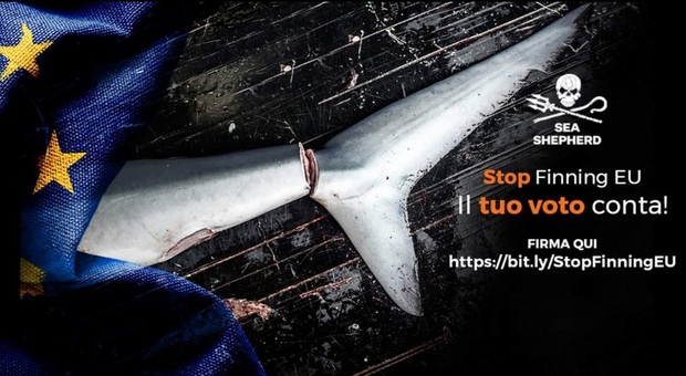 Stop Finnig UE, la campagna internazionale fa tappa a Roma (immag diffusa da Sea Shepherd)