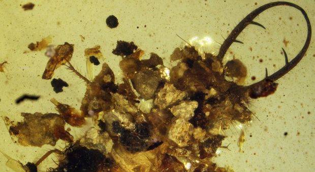 Come Jurassic Park, nell'ambra spuntano i formicaleoni: feroci insetti estinti 100 milioni di anni fa