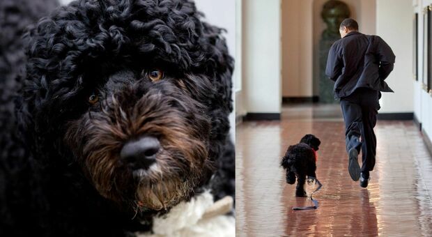 Obama, morto il cane Bo: «Abbiamo perso un compagno fedele, ci mancherà tantissimo»