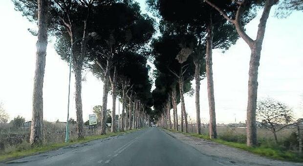 Latina, in via Epitaffio vanno abbattuti 50 pini: «Sono già secchi»