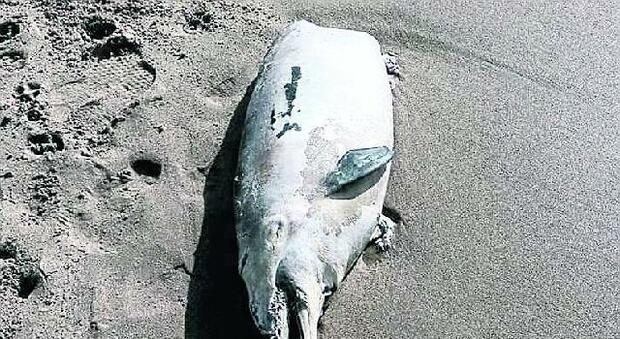 Delfino trovato morto sulla spiaggia di Sabaudia