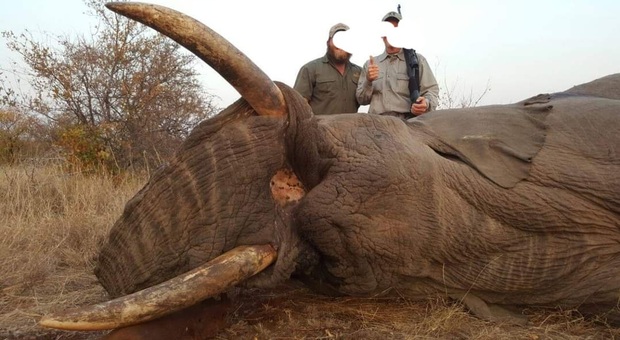 Un elefante ucciso dai cacciatori (immag repertorio pubbl da Hartzview Safaris su Fb)