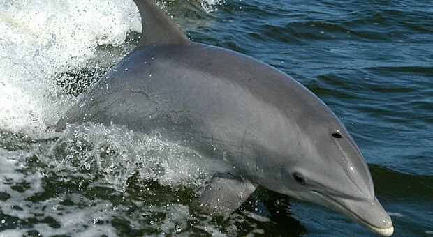 I delfini hanno in comune con l'uomo diversi tratti della personalità: ecco quali