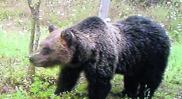 Abruzzo, l'orsa Peppina fa strage nei pollai l'ordine agli allevatori: recinti elettrificati